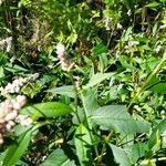 Polygonum lapathifolium ᱥᱟᱠᱟᱢ