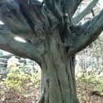 Fagus grandifolia Bark