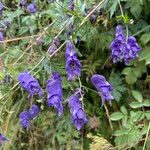 Aconitum variegatum Flor
