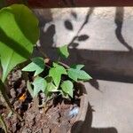 Jatropha curcas Blatt