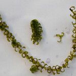 Elodea nuttallii Hoja