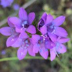 Gilia achilleifolia Blomma