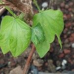 Gossypium herbaceum Foglia