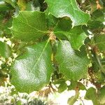 Quercus agrifolia Anders