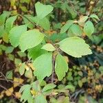 Spiraea trilobata Folha