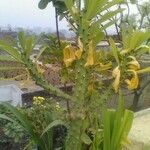 Euphorbia neriifolia Hoja