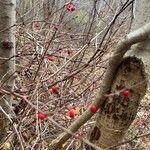 Berberis thunbergiiFruit