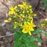 Hypericum hirsutum 花