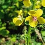 Verbascum blattariaFlor