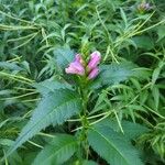 Chelone lyonii Λουλούδι
