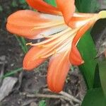 Clivia × cyrtanthiflora Blomma