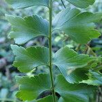 Asplenium stuhlmannii Leaf