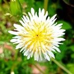 Taraxacum albidum Flor