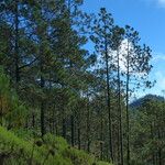 Pinus hartwegii ശീലം