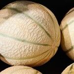 Cucumis melo Φρούτο