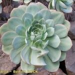 Aeonium percarneum Lapas