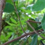 Caesalpinia bonduc Escorça