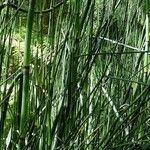 Equisetum giganteum Агульны выгляд