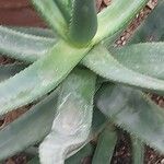 Aloe castanea Lapas