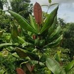 Miconia impetiolaris Leaf