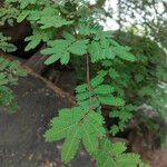 Vachellia farnesiana Hoja