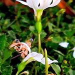 Lobelia angulata Flor
