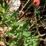 Hypericum hirsutum Květ