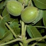 Juglans mandshurica Плод