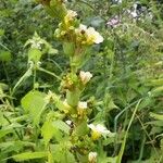 Sisyrinchium striatum Fleur