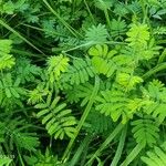 Mimosa diplotricha Φύλλο