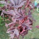 Hibiscus acetosella Blatt