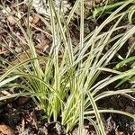 Carex morrowii पत्ता