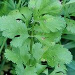 Coriandrum sativum Φύλλο