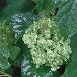 Hydrangea heteromalla Квітка