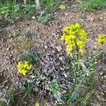 Brassica rapaപുഷ്പം