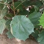 Pterospermum acerifolium Hoja