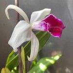 Cattleya mendeliiFlower