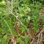 Galium rubioides Кветка