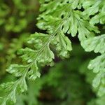 Hymenophyllum fucoides Leaf