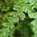 Hymenophyllum fucoides Liść