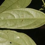 Piper concinnifolium 葉