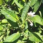 Solanum muricatum Blatt