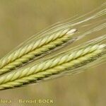 Triticum monococcum Mbuma