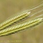 Triticum monococcum 果