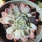 Echeveria colorata List