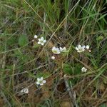 Micranthes californica Habit