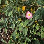 Cistus parviflorus Plante entière