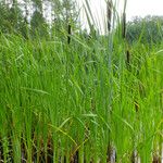 Typha angustifolia Ліст