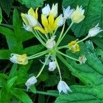 Allium moly Flower