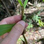 Paspalum repens Koor